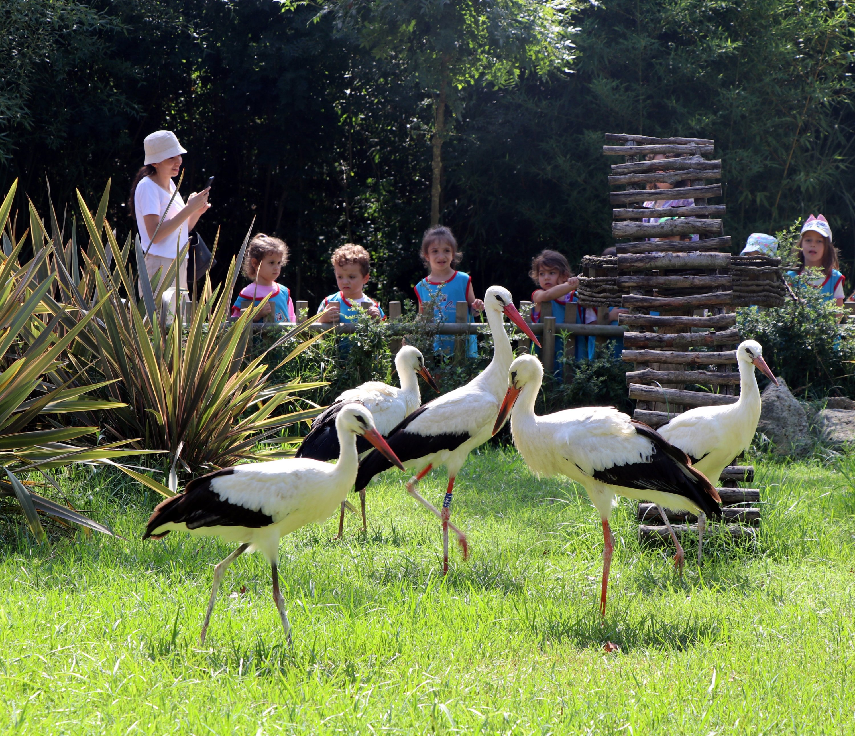 289380 Kids visit the rescued storks at the House of Lost Storks, Kocaeli, Türkiye, Aug. 28, 2023. (AA Photo)