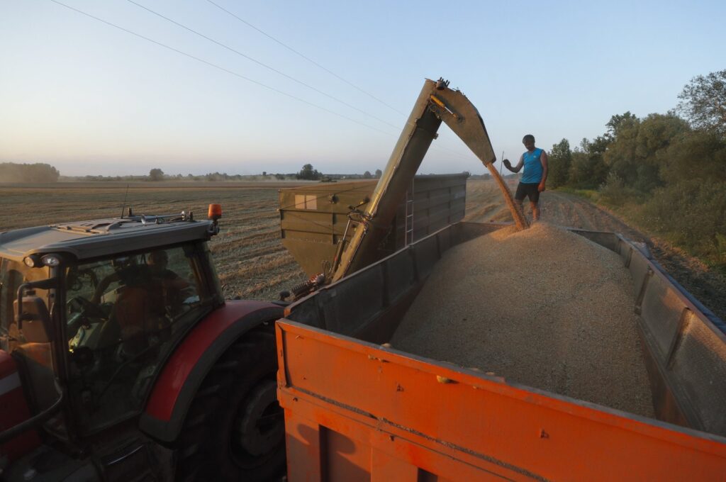 A farmer watches as a combined harvester pours grain onto a truck in a field near Kyiv, Ukraine, Aug. 4, 2023. (EPA Photo)
