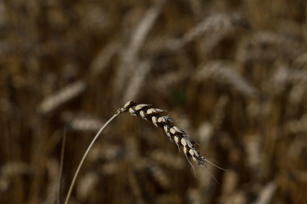 An ear of wheat during harvest in a field near Kyshchentsi village, amid Russia's attack on Ukraine, in Cherkasy region, Ukraine, July 18, 2023. (Reuters Photo)