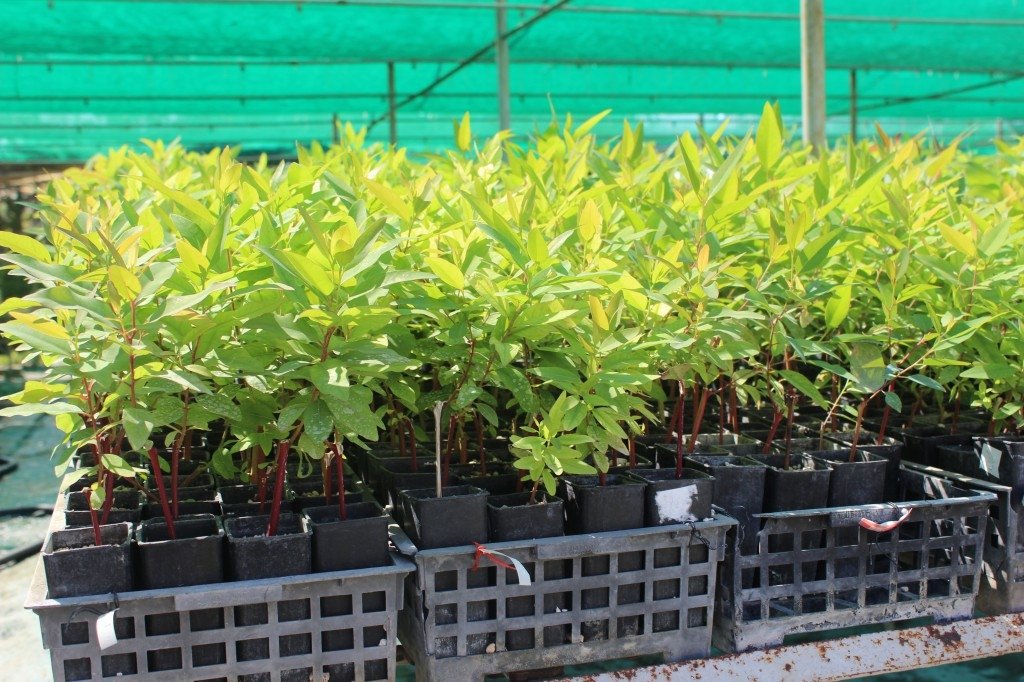 The clones of eucalyptus species are seen in the research laboratory, Ankara, Türkiye, Sept. 1, 2023. (DHA Photo)