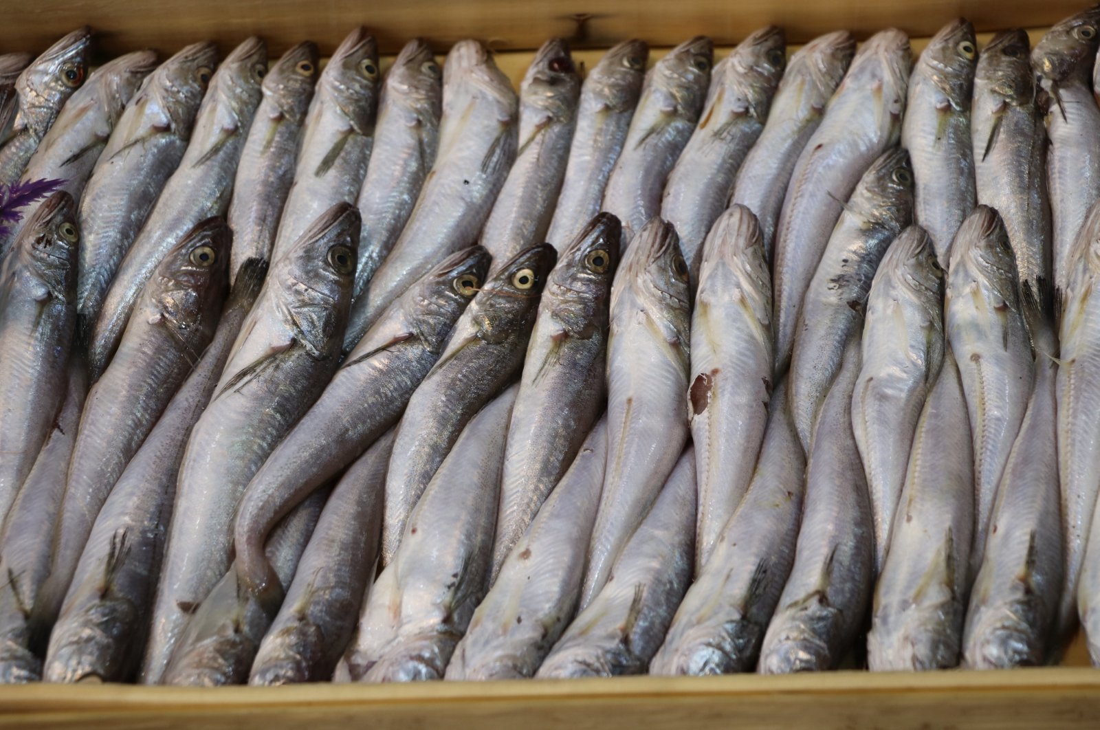 Fish seen on the counter in a market, Edirne, Türkiye, Sept. 1, 2023. (AA Photo)
