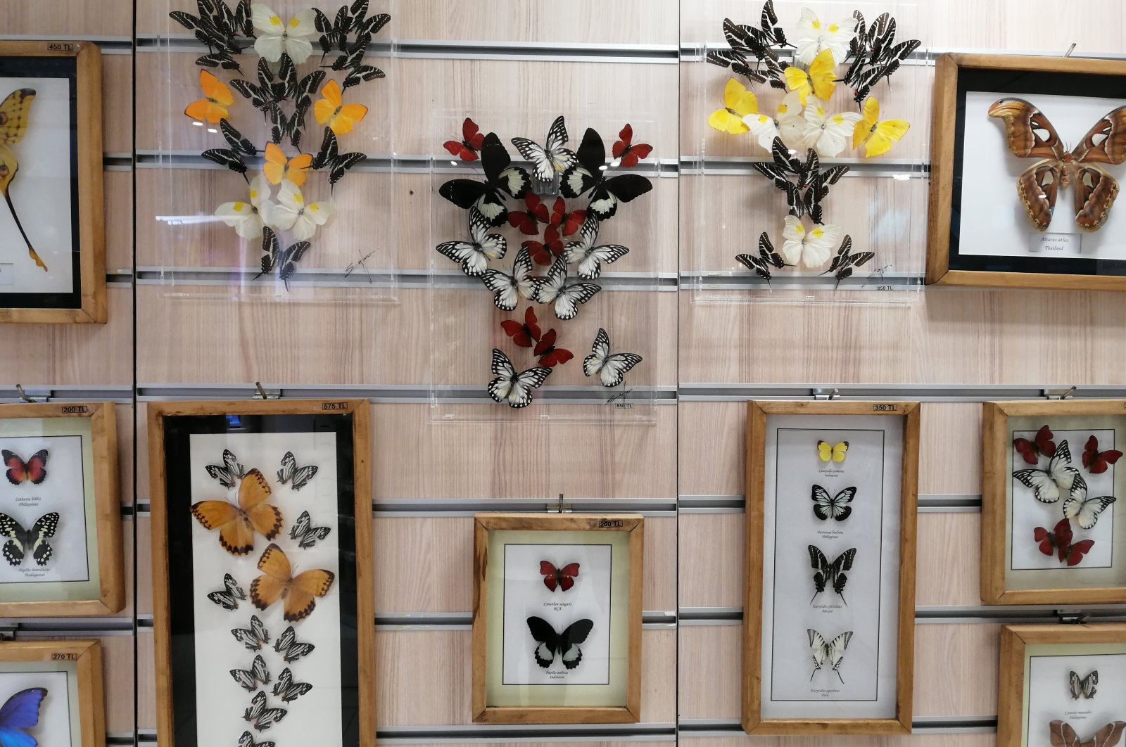 Dead butterflies framed are seen in a shop in Tropical Butterfly Garden, Konya, Türkiye, Feb. 10, 2022. (Photo by Sisa Bodani)