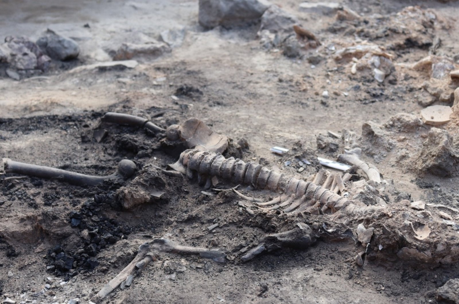 Skeletal remains discovered at Tavşanlı Mound in Türkiye's Kütahya province in this photo released on Sept. 4, 2023. (AA Photo)