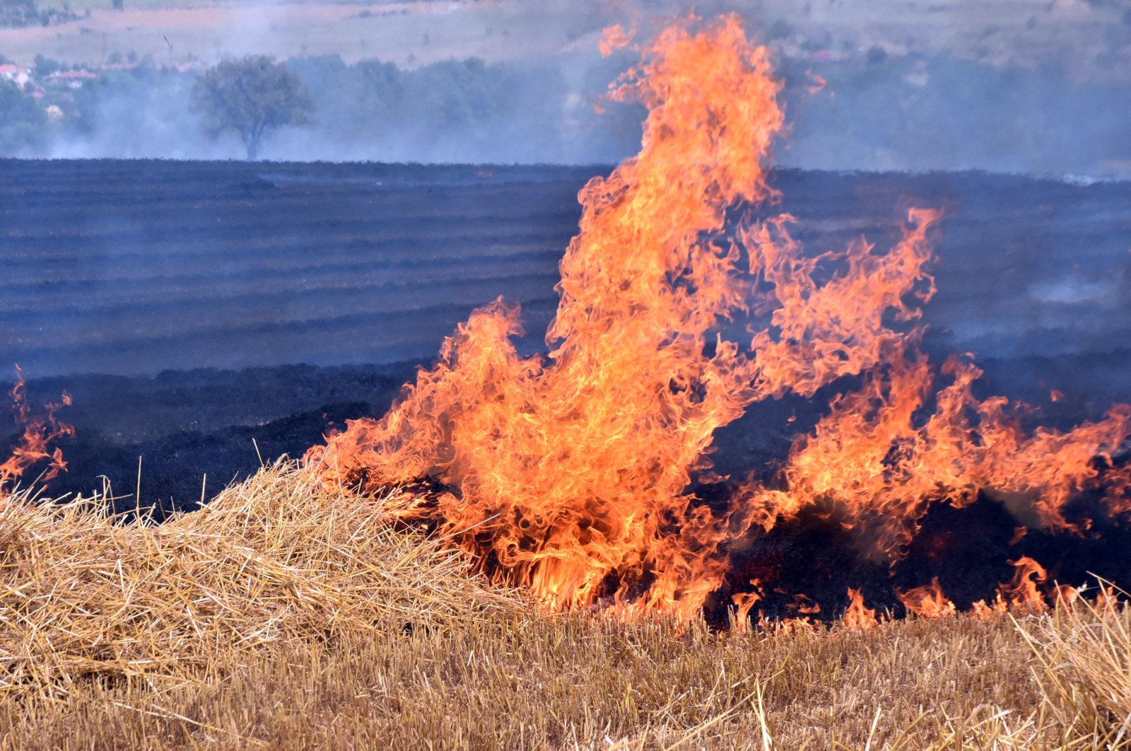 Fire engulfs a field in Edrine, western Türkiye, Aug. 10, 2023. (DHA Photo)