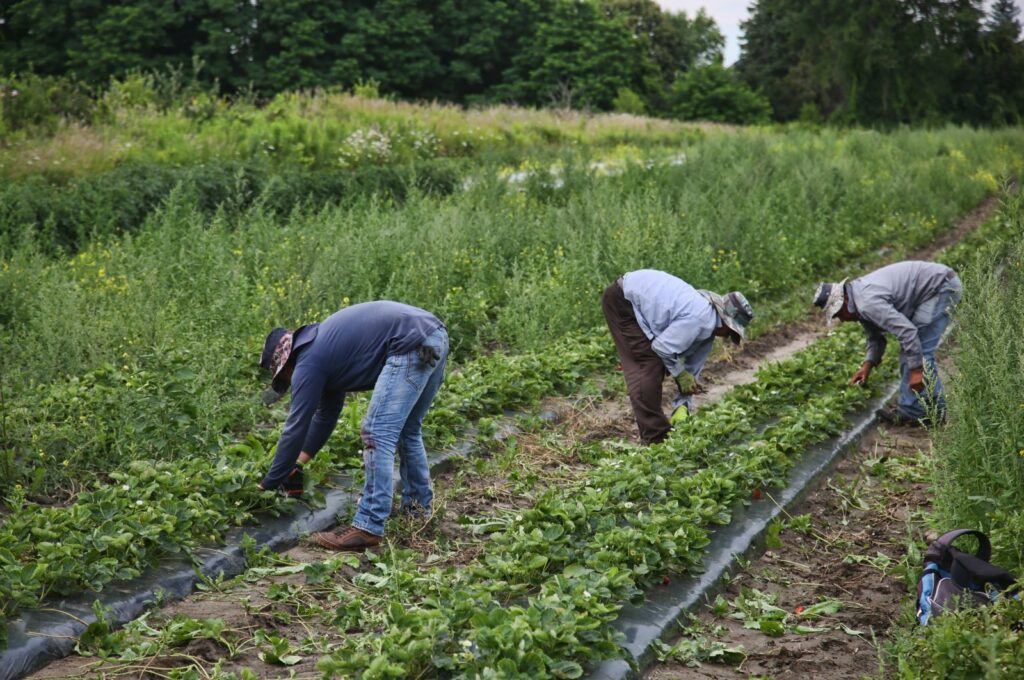 Migrant workers remove weeds surrounding strawberry plants at a farm in Markham, Ontario, Canada, on July 30, 2023. (Reuters Photo)