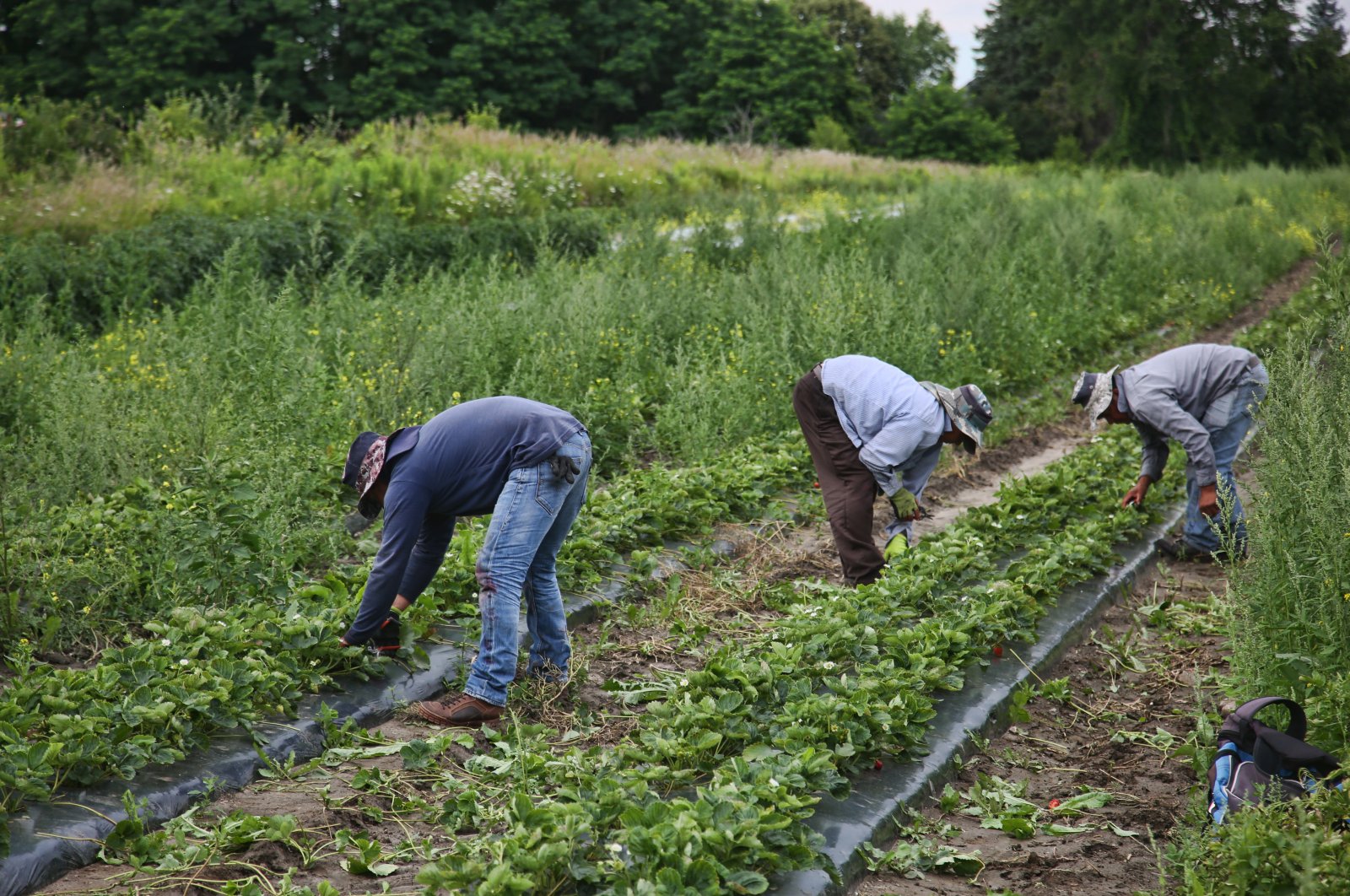 Migrant workers remove weeds surrounding strawberry plants at a farm in Markham, Ontario, Canada, on July 30, 2023. (Reuters Photo)