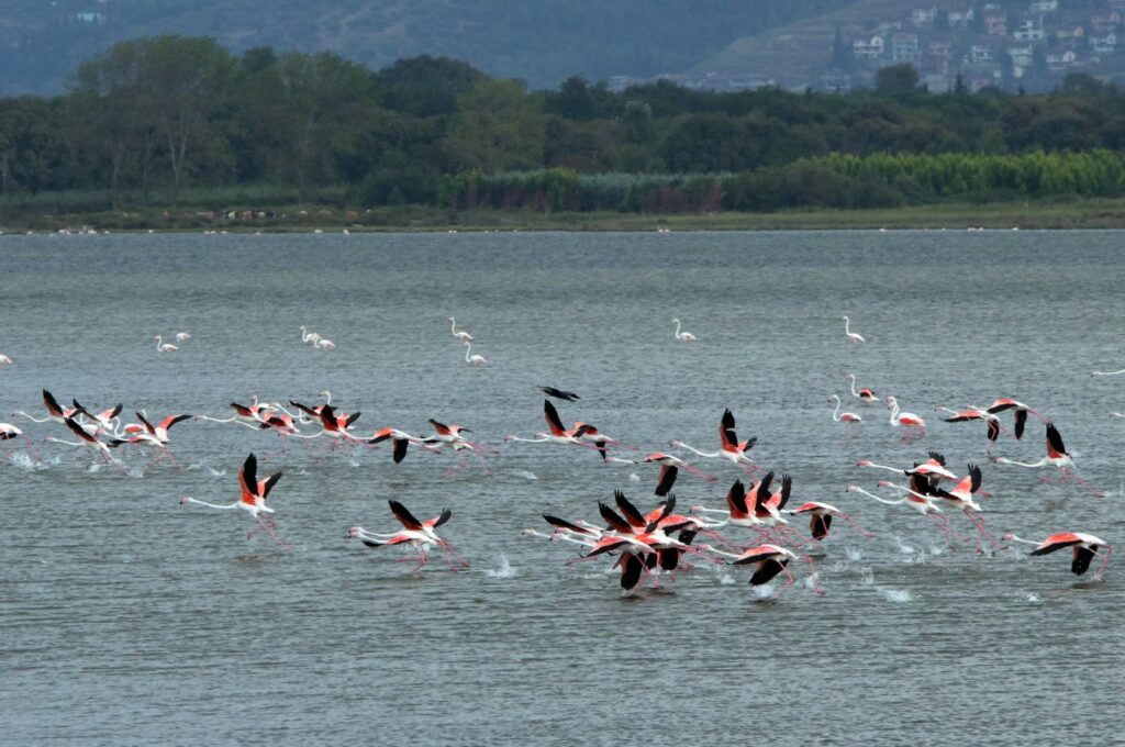 Migratory birds are seen flying over Hersek Lagoon in Yalova, northwestern Türkiye, Sept. 9, 2023. (AA Photo)