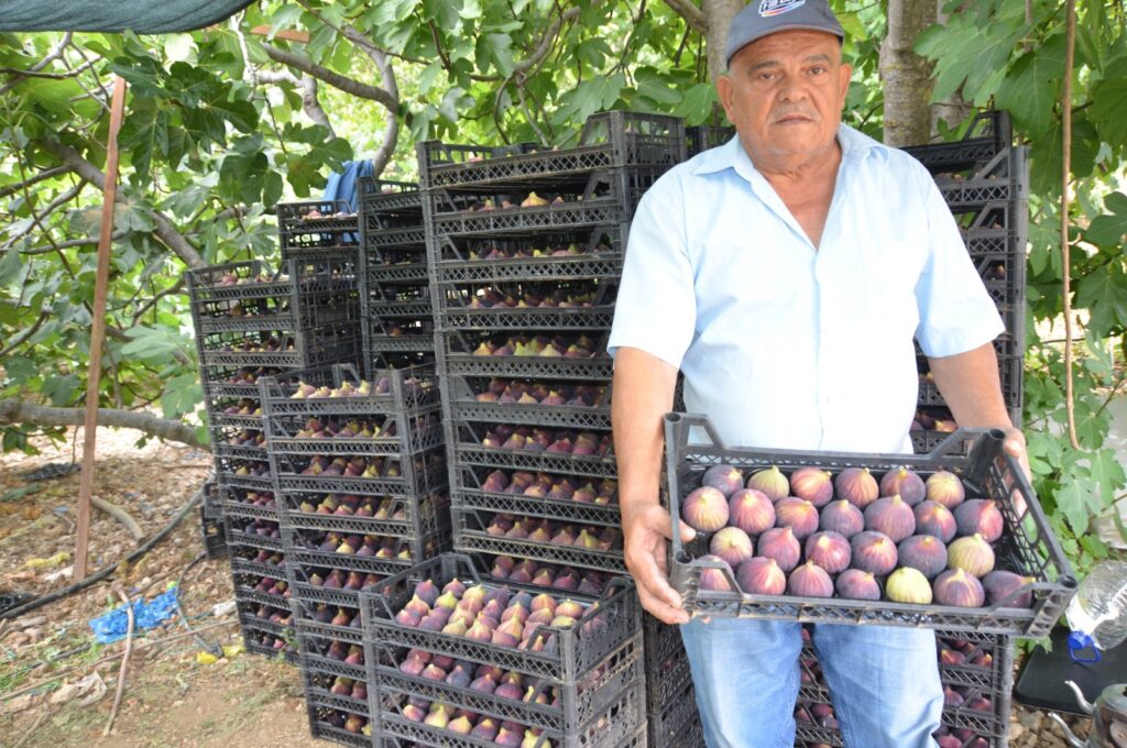 A farmer is seen carrying a basket of black figs in Antalya, Türkiye, Sept. 12, 2023. (IHA Photo)