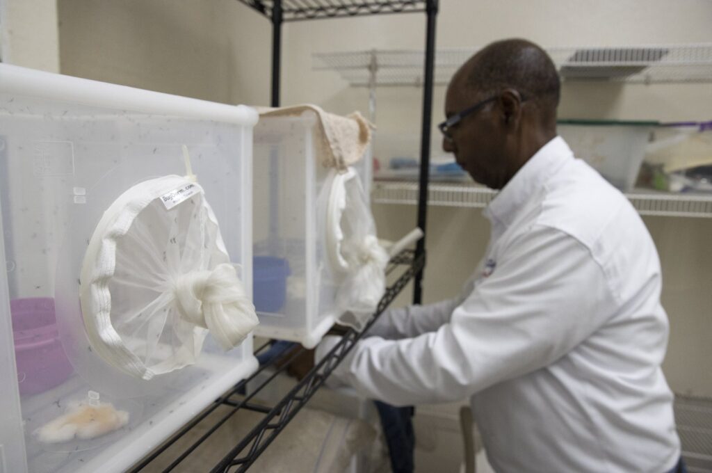 A technician works in the insectary with Aedes aegypti mosquitoes in the entomology laboratory of the National Center for the Control of Tropical Diseases (CENCET) in Santo Domingo, Dominican Republic, Sept. 6, 2023. (EPA Photo)
