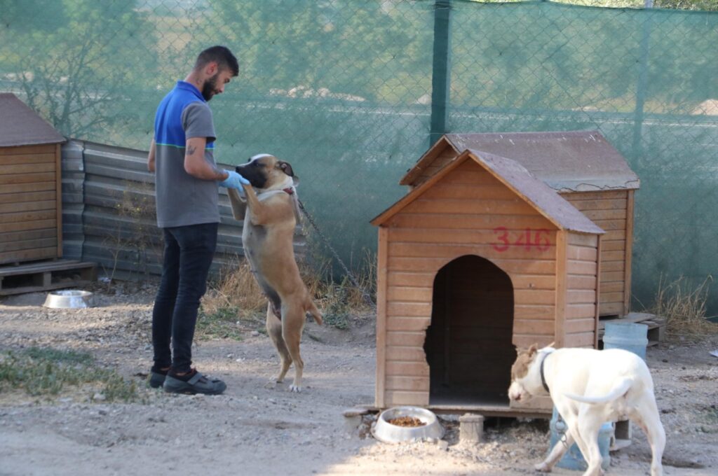 "Stray animals and those residing in shelters typically lack a guardian or protector, rendering them particularly vulnerable." Eskişehir, Türkiye, Sept. 21, 2023. (DHA Photo)