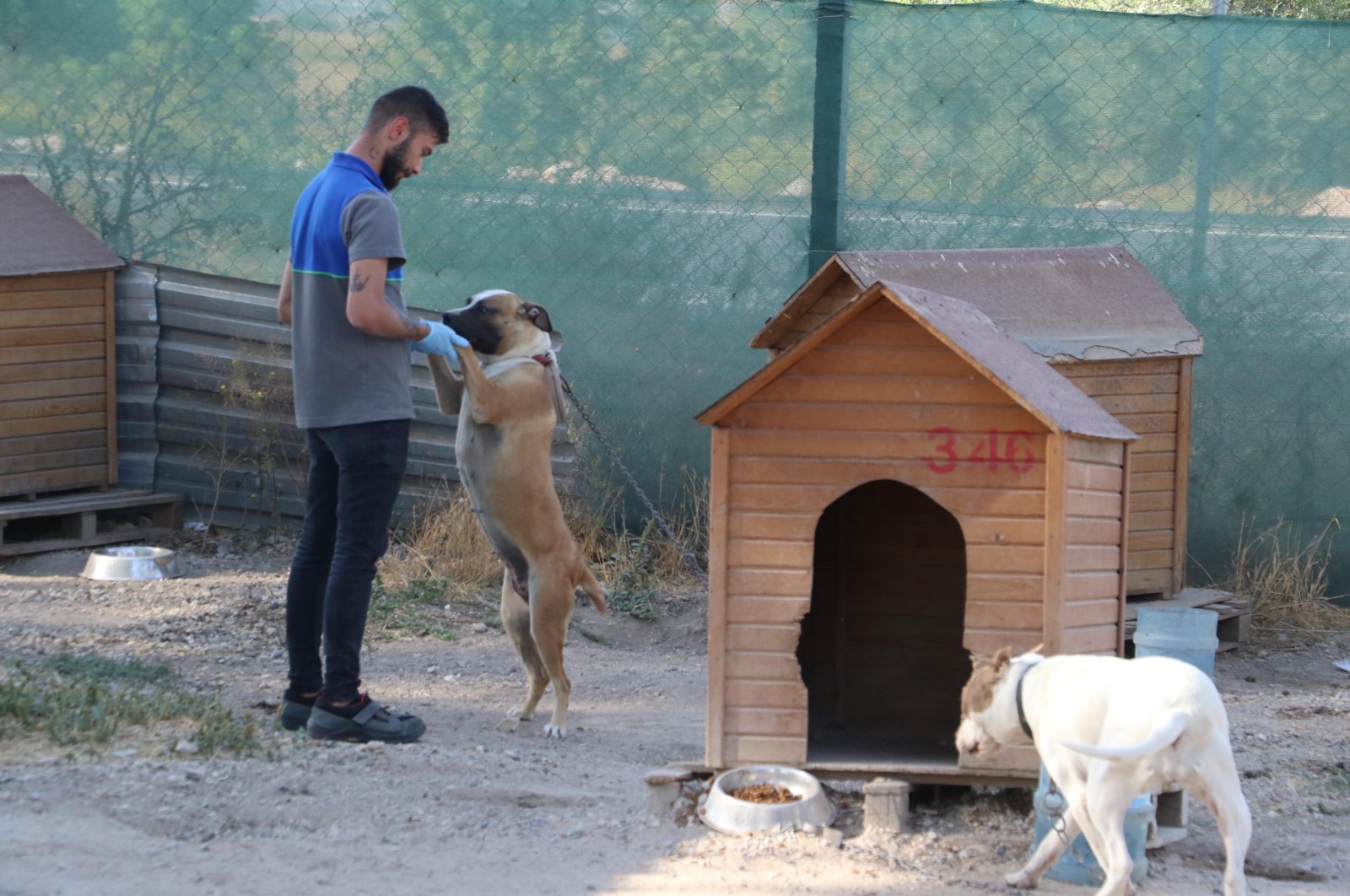 "Stray animals and those residing in shelters typically lack a guardian or protector, rendering them particularly vulnerable." Eskişehir, Türkiye, Sept. 21, 2023. (DHA Photo)