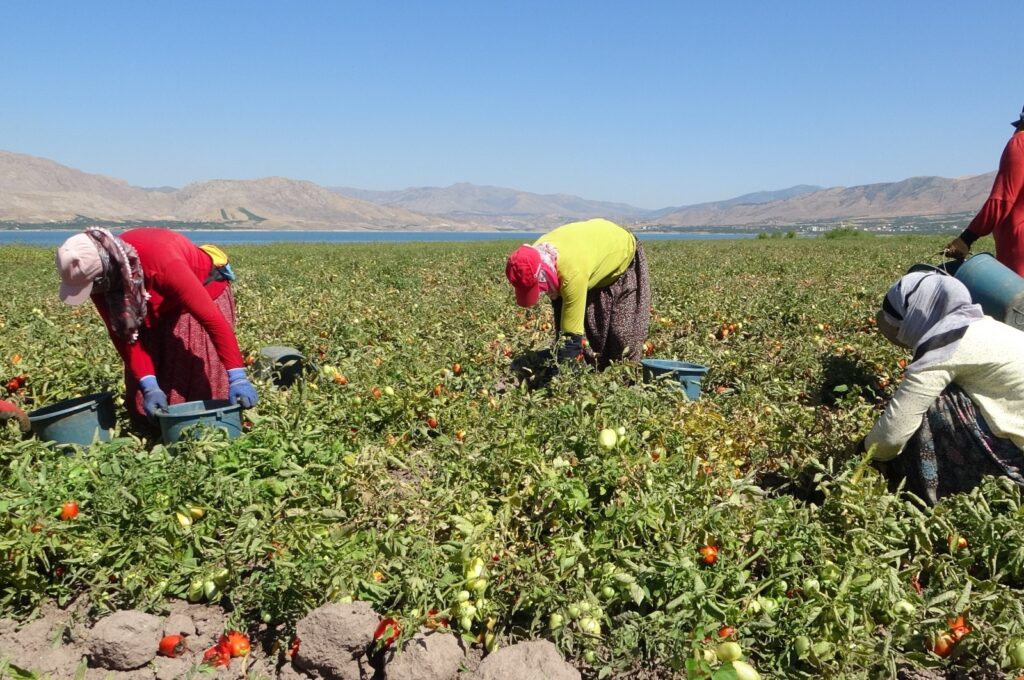 Women harvesting tomatoes near Karakaya Dam, Malatya, Türkiye, Sept. 25, 2023. (IHA photo)