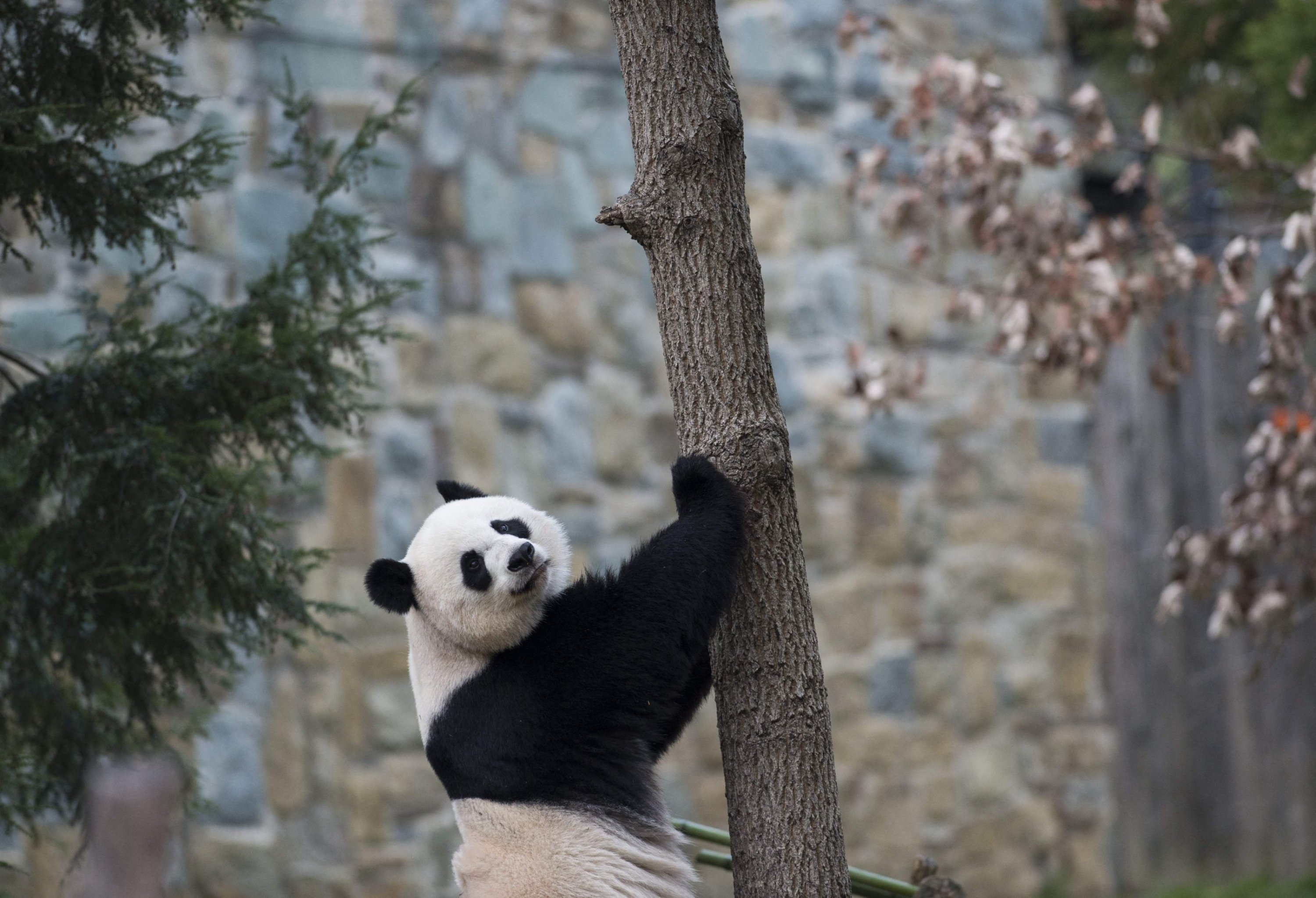 294847 Giant Panda Mei Xiang searches for food inside her enclosure at the Smithsonian National Zoo in Washington, U.S., Dec. 16, 2015. (AFP Photo)