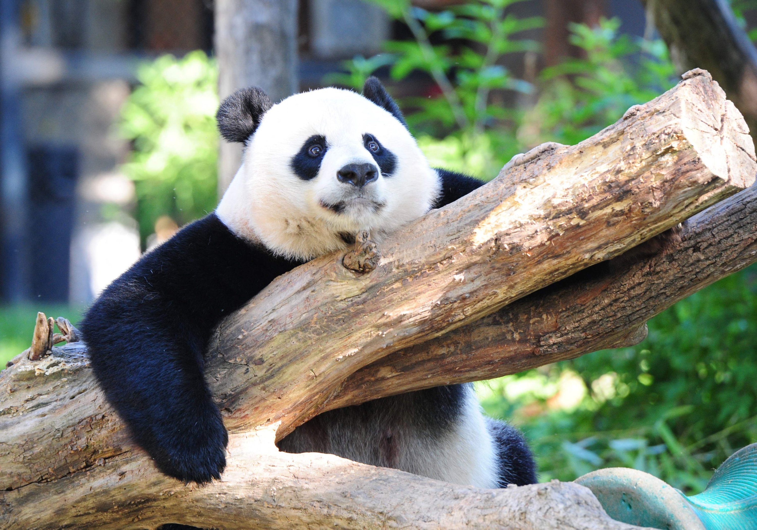 294848 Giant panda Mei Xiang rests in her enclosure at the National Zoo in Washington, U.S., Aug. 24, 2016. (AFP Photo)