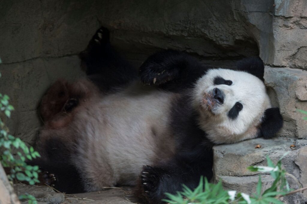 Giant Panda Tian Tian rests after an event featuring first lady Michelle Obama and Madame Peng Liyuan, first lady of the People's Republic of China, at the Giant Panda exhibit at the Smithsonian National Zoo in Washington, U.S., Sept. 25, 2015. (AFP Photo)