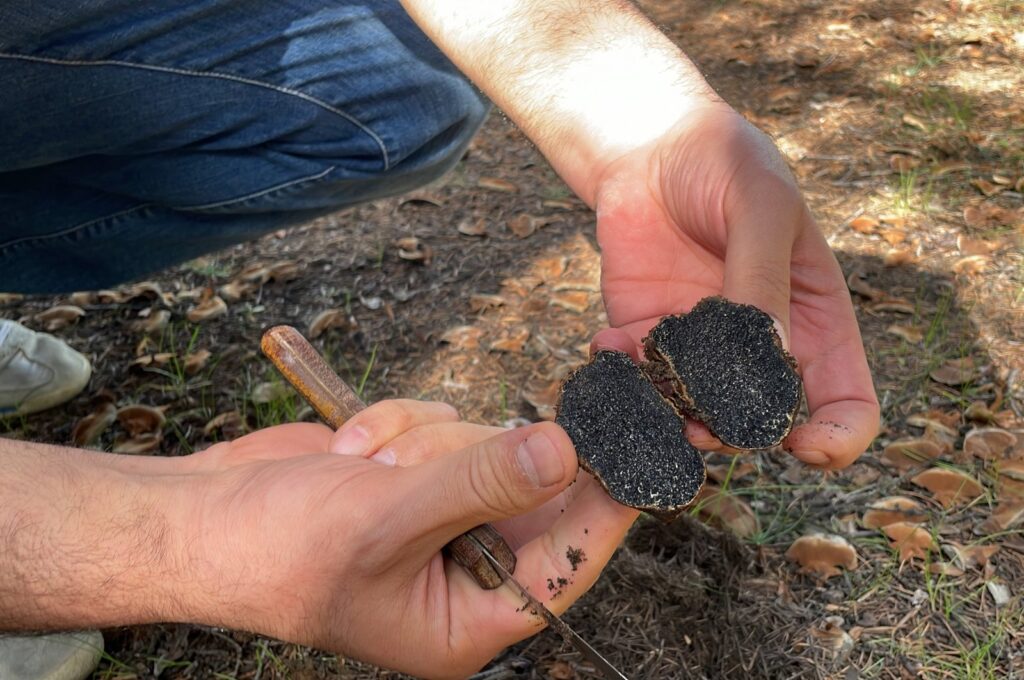 Melanogaster Anatolicus, the new mushroom species found in Isparta, Türkiye, Dec. 6, 2023. (AA Photo)