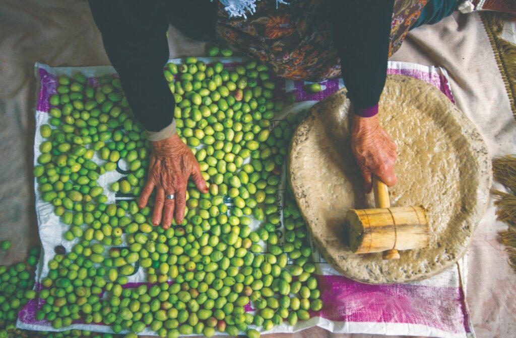 Türkiye's traditional olive cultivation has been added to the UNESCO's List of Intangible Cultural Heritage, Culture and Tourism Minister Mehmet Nuri Ersoy announced on his social media, Ankara, Türkiye, Dec. 5, 2023. (DHA Photo)