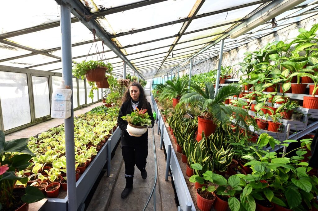 A staff member walks among flowers and plants produced in the greenhouses in the Parliament's gardens, Ankara, Türkiye, Dec. 7, 2023. (AA Photo)