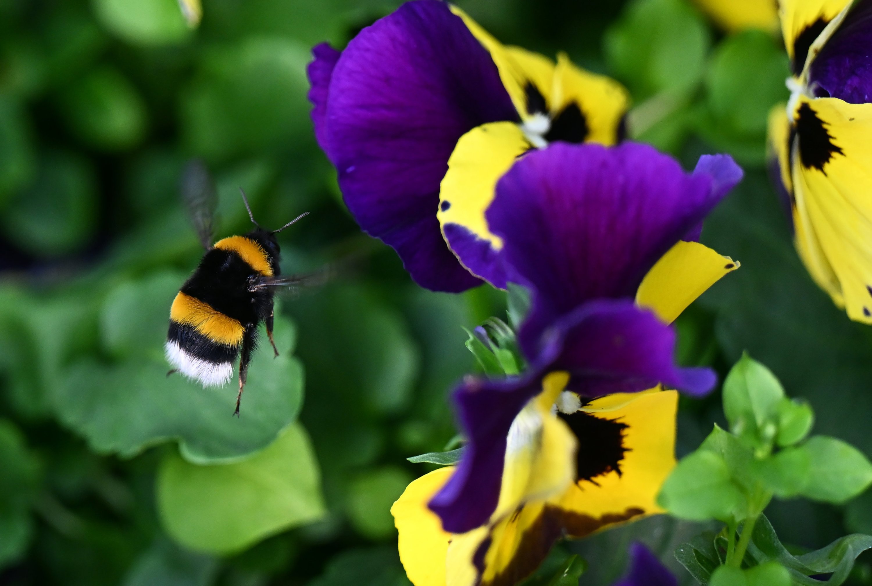 304375 Some of the flowers grown in the greenhouses in the Parliament's garden, Ankara, Türkiye, Dec. 7, 2023. (AA Photo)
