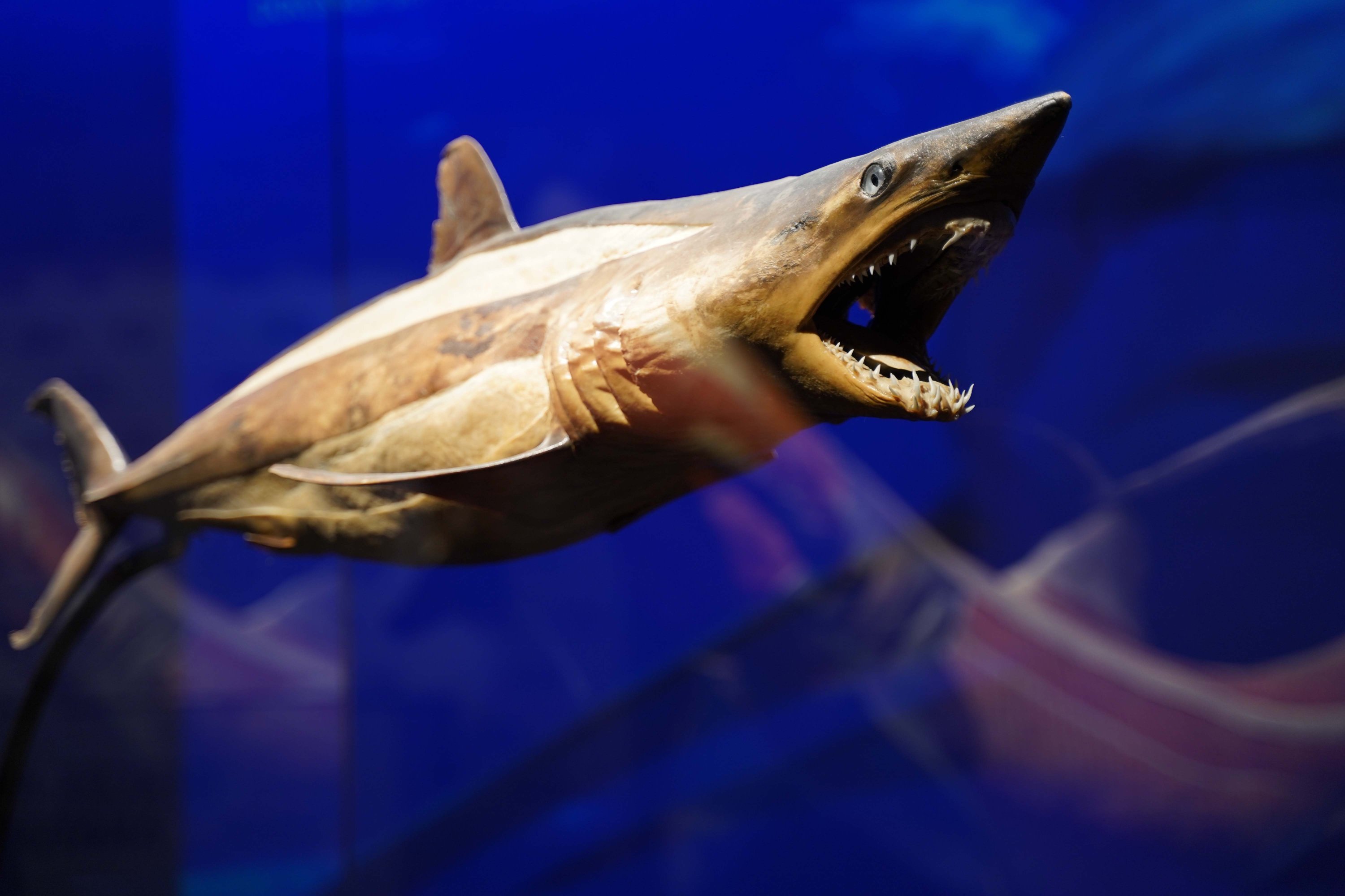 304751 The works displayed in the exhibition were created through the plastination process of deceased animals that died by natural means, Istanbul, Türkiye, Dec. 1, 2023. (Photo courtesy of HUPALUPA Expo)