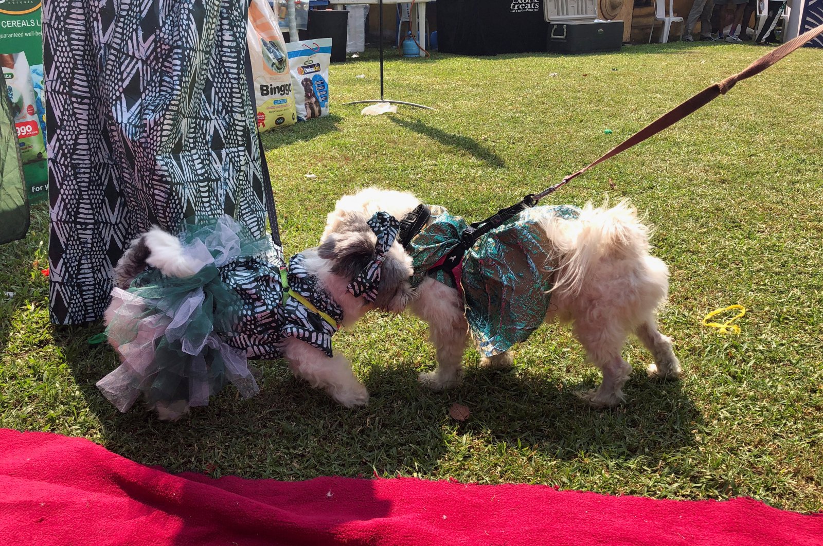 Two dogs dressed in Nigeria's traditional outfit interact with each other during the annual Lagos Dog Carnival, Lagos, Nigeria. Dec. 9, 2023. (Reuters Photo)