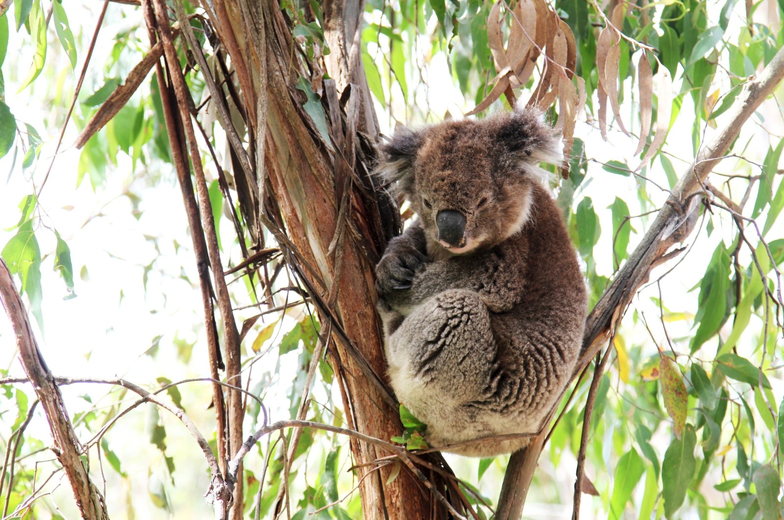 A koala, a predominantly nocturnal species, sits in a tree, Australia, Dec. 19, 2012. (dpa Photo)