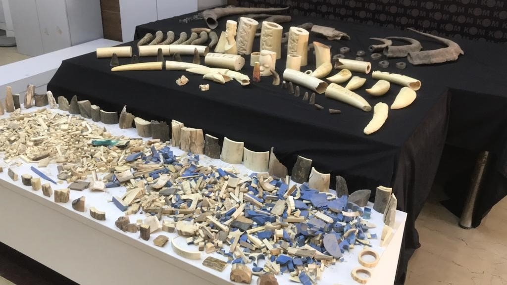 An extensive array of mammoth horns, whale teeth and buffalo horns seized in Istanbul, Türkiye, Dec. 19, 2023. (IHA Photo)