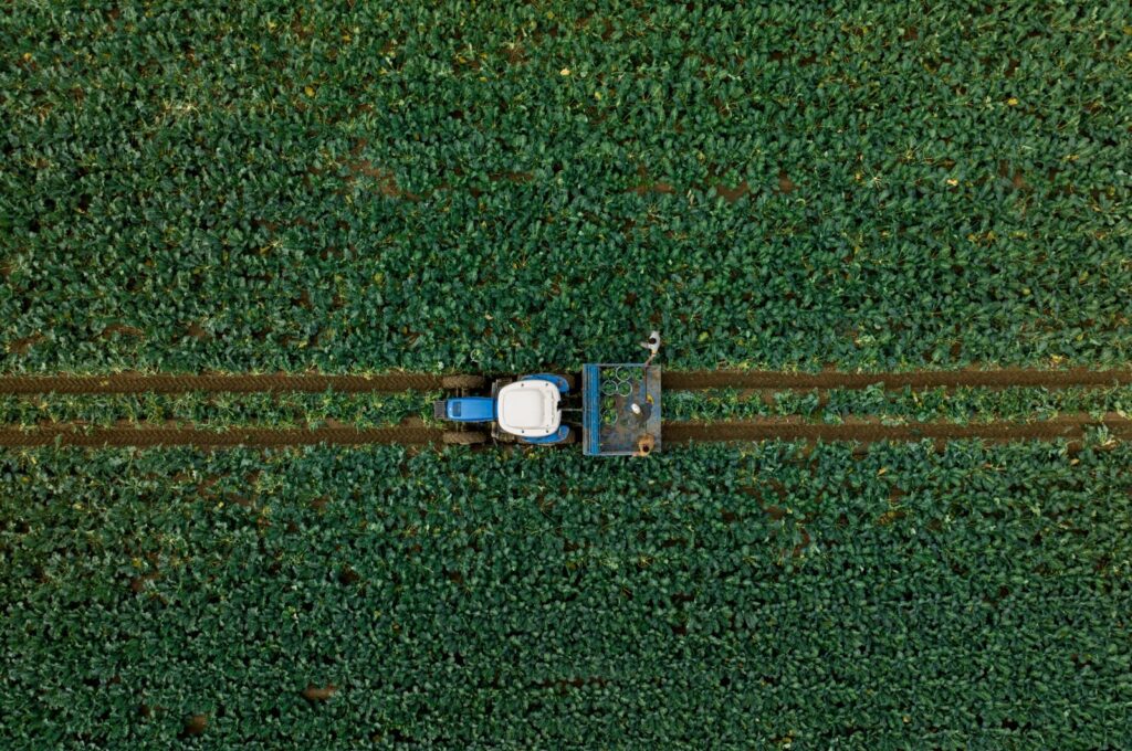 Farmers harvest broccoli at a farm in Izmir, western Türkiye, Dec. 3, 2023. (AA Photo)