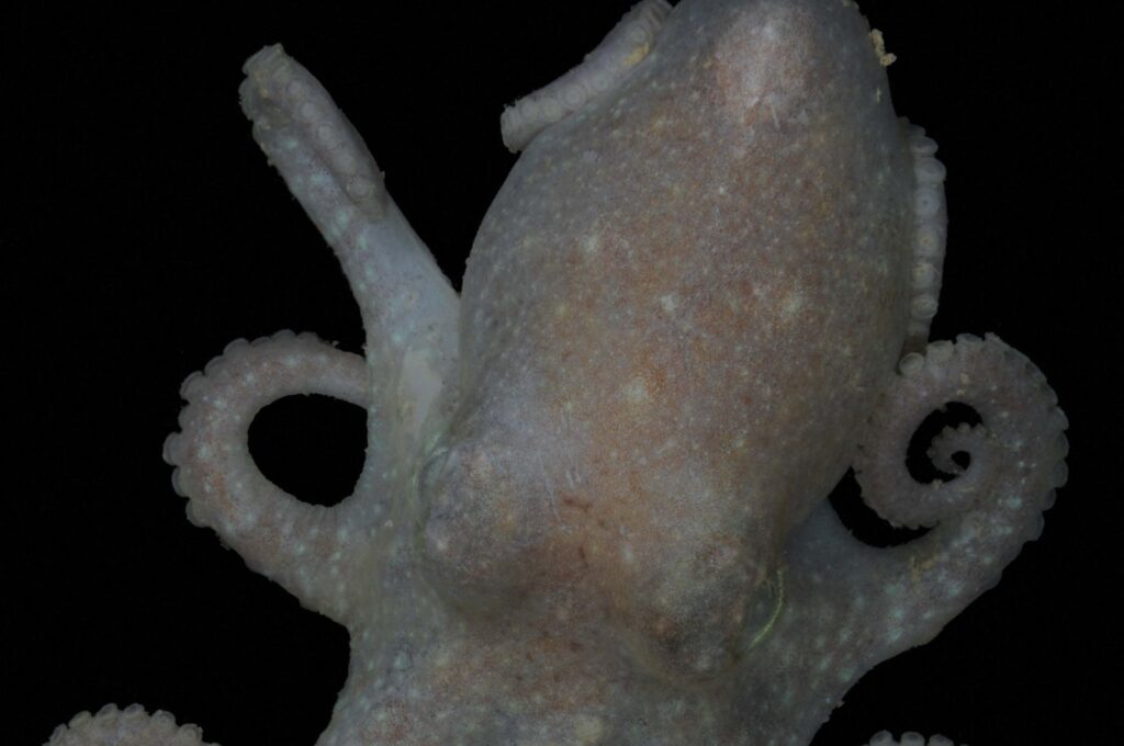 The photo shows a Pareledone turqueti (Turquet's octopus), Dec. 20, 2023. (AFP Photo)