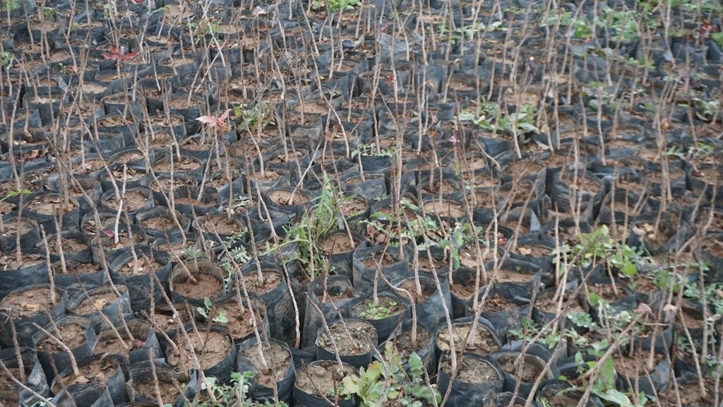 Thousands of hazlenut saplings were planted as a part of deforestation in Siirt, Türkiye, Jan. 3, 2024. (DHA Photo)