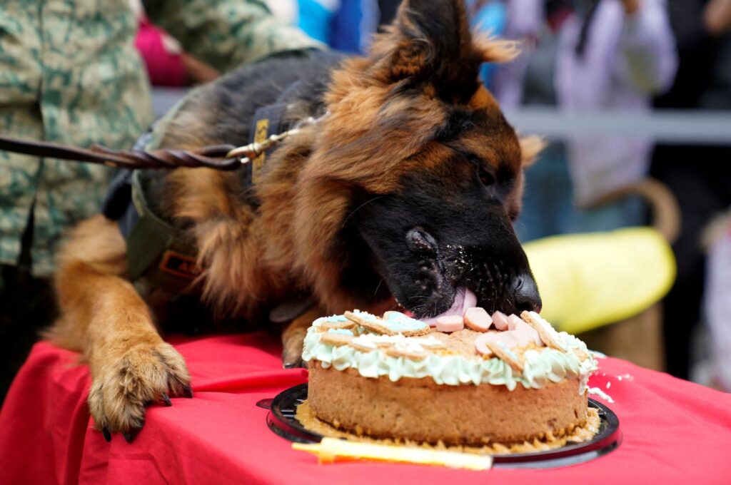 Arkadaş, a German Shepherd that was donated by the Turkish government as a gesture of gratitude following the death of Mexican rescue dog Proteo during the search for survivors after last year's quake in Türkiye, eats his birthday cake marking his first birthday in Mexico City, Mexico, Jan. 7, 2024. (Reuters Photo)