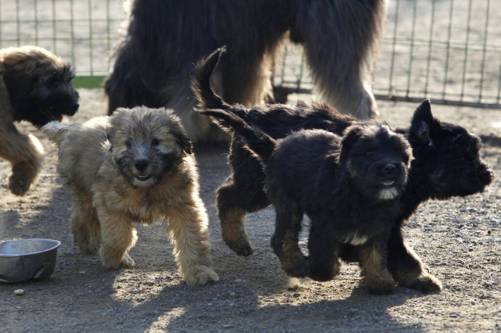 Sapsaree puppies play in Gyeongsan, South Korea, Oct. 29, 2010. (Reuters Photo)