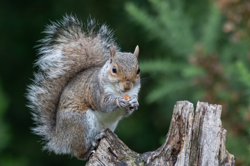 A close-up of a gray squirrel, Sciurus carolinensis, sitting on a tree stump feeding on a nut. (Getty Images Photo)