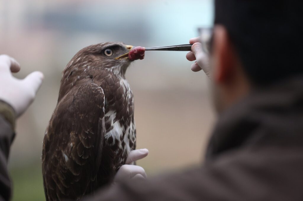 A hawk found injured is being treated by teams at the Nature Conservation and National Parks Branch Directorate, Düzce, Türkiye, Jan. 19, 2024. (AA Photo)