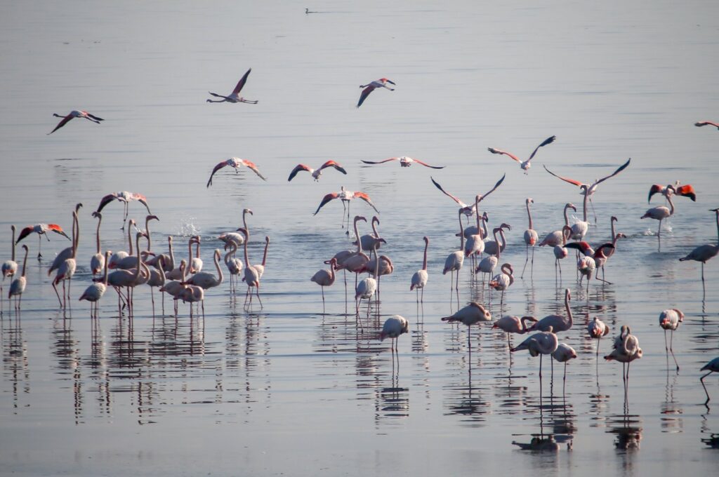 Flamingos come to the fore in the Gediz Delta, Izmir, Türkiye, Jan. 2, 2024. (AA Photo)