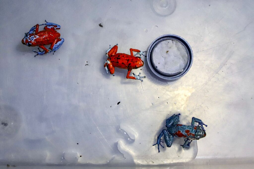 Bogota's Environment Secretary shows frogs seized at the El Dorado International Airport in Bogota, Colombia, Jan. 28, 2024. (AFP Photo)