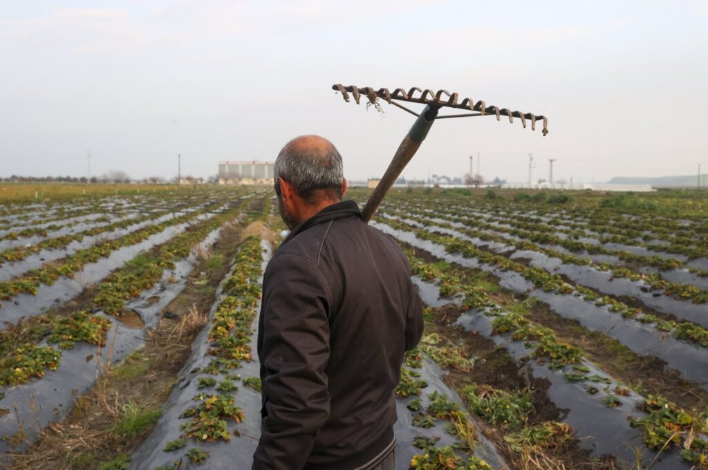 A farmer is seen harvesting agricultural land in Hatay, southern Türkiye, Feb. 5, 2024. (AA Photo)