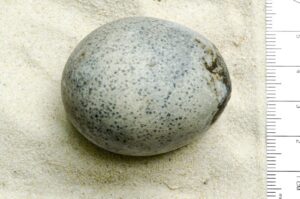 The egg is one of four that were found alongside a woven basket, pottery vessels, leather shoes and animal bone in 2010 (Oxford Archaeology Photo Courtesy)