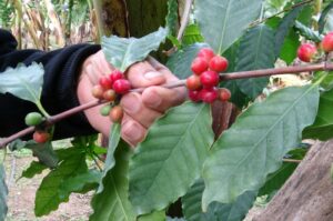 Turkish coffee plants grow in Limonlu, Mersin, Türkiye, Feb. 16, 2024. (IHA Photo)