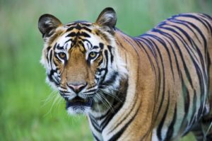 Cambodia plans to import four tigers from India to revive its dwindling big cat population, which faced functional extinction in 2016 due to poaching, signaling a critical step in tiger conservation efforts. (Getty Images Photo)