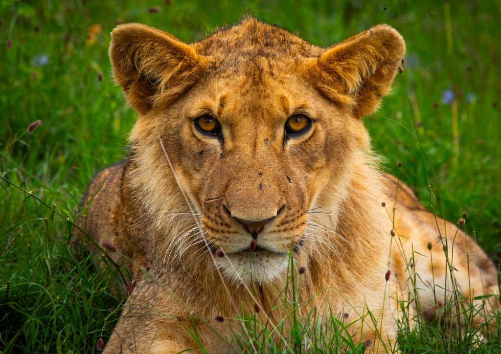 A lion fatally wounded a zookeeper during a feeding session in Nigeria. (Getty Photo)