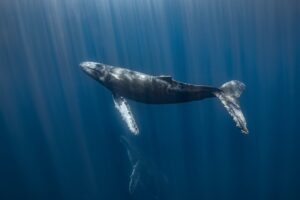 "Recent insights suggest a unique solution, whales possess a distinctive larynx unlike any found in other creatures, offering a potential explanation for their remarkable vocal abilities." (Getty Images Photo)
