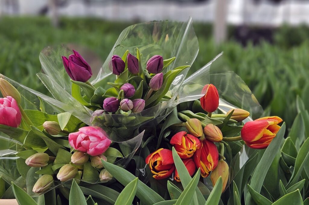 Tulips in seven different colors are being readied in anticipation of International Women's Day, Antalya, Türkiye, Feb. 23, 2024. (DHA Photo)