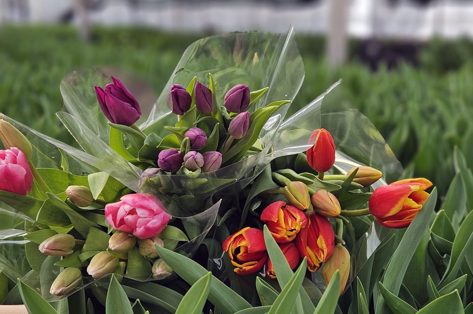 Tulips in seven different colors are being readied in anticipation of International Women's Day, Antalya, Türkiye, Feb. 23, 2024. (DHA Photo)