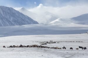 "Between February and April, Kazakh nomads in western Mongolia migrate 150 kilometers across the Altai Mountains due to weather, accompanied by their livestock, Bayan-Olgiy, Western Mongolia. (Getty Images Photo)