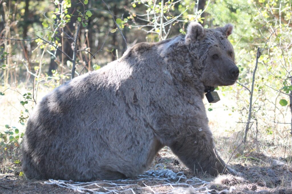 A brown bear is seen fitted with a satellite transmitter in Sarıkamış, Kars, Türkiye, Feb. 27, 2024. (AA Photo)
