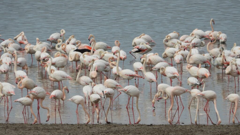 Migrating flamingos wade in the waters of Gelingüllü Dam after arriving early due to a mild winter, Yozgat, central Türkiye, March 1, 2024. (AA Photo)
