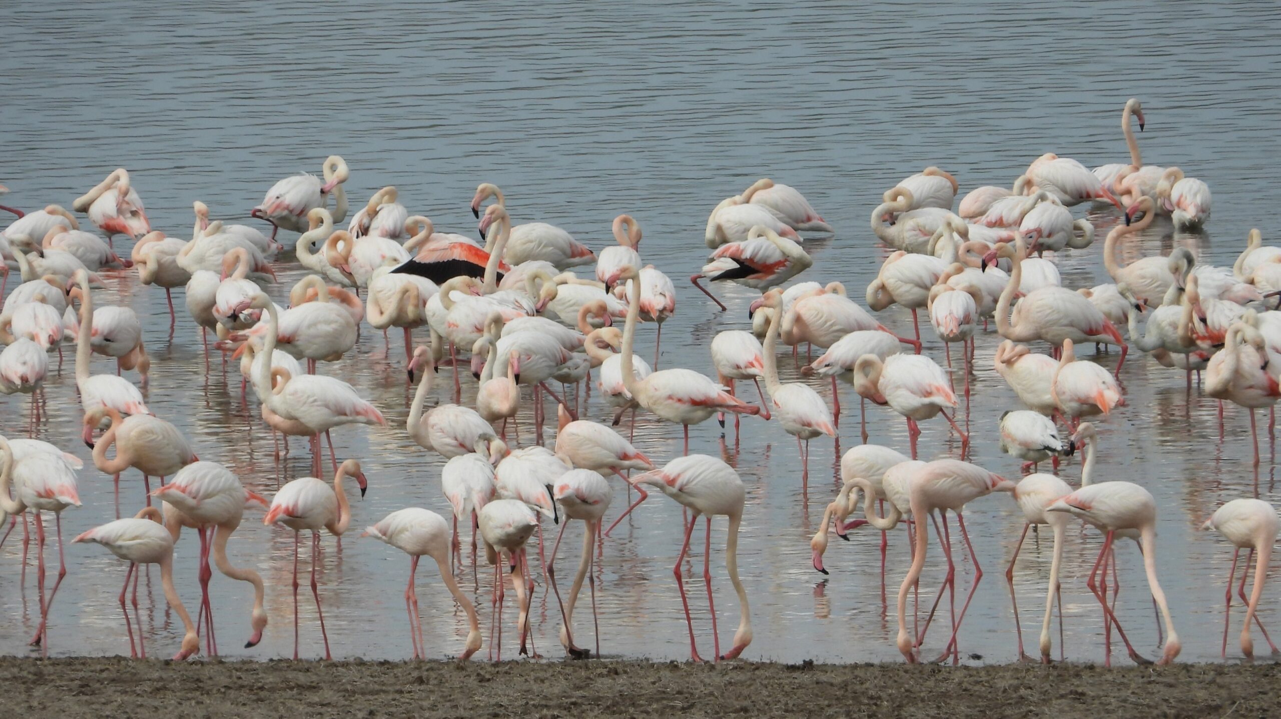 Migrating flamingos wade in the waters of Gelingüllü Dam after arriving early due to a mild winter, Yozgat, central Türkiye, March 1, 2024. (AA Photo)