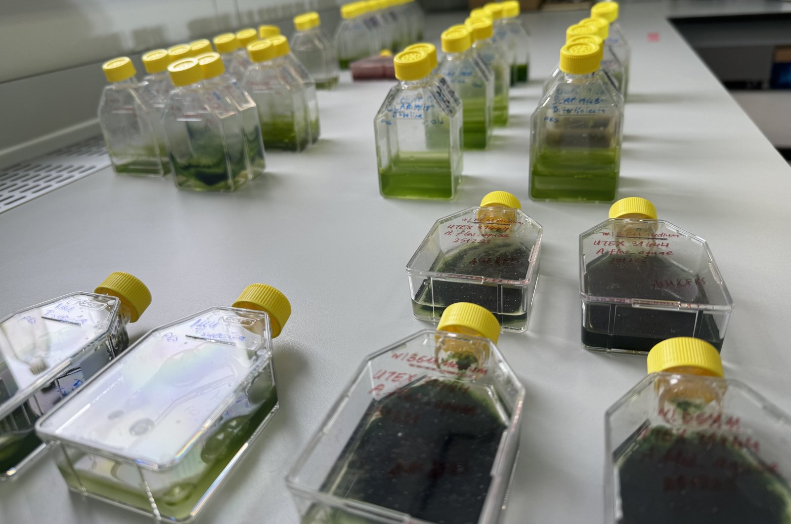 A view of tubes used in the "Microalgal Life Support Units for Space Missions (UzMan)" experiment, at Boğaziçi University, Istanbul, Türkiye, March 4, 2024. (AA Photo)