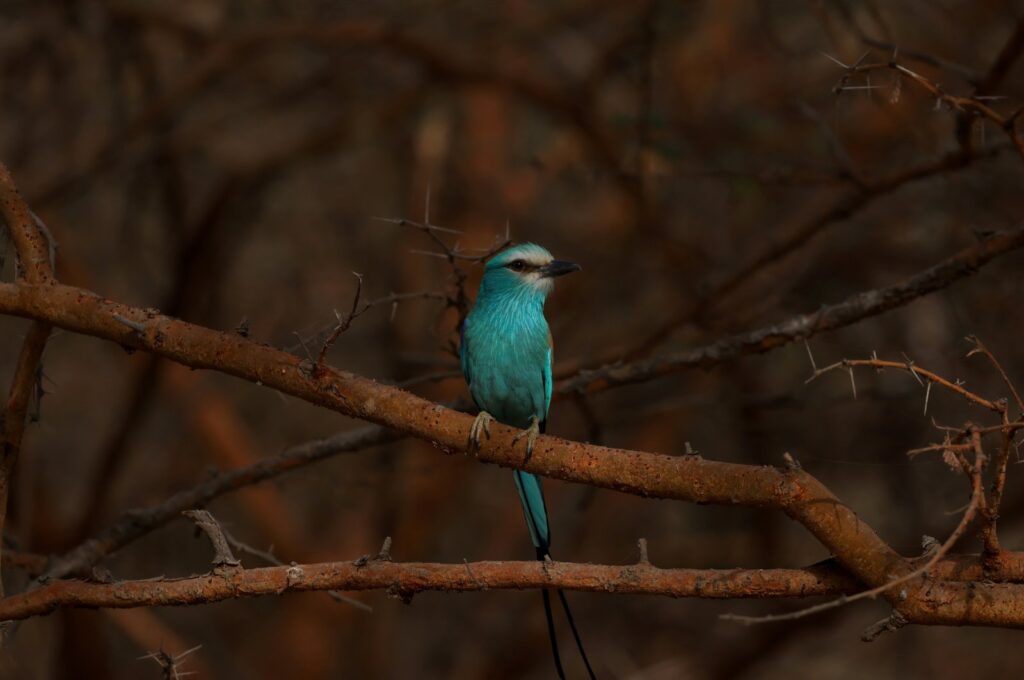 An Abyssinian Roller bird, also called Senegal Roller, is seen at Bandia Conservation Park, Mbour, Senegal, March 2, 2024. (Reuters Photo)